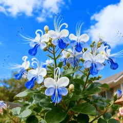 🔥🌱Wyprzedaż wiosenna – 50% zniżki przez ograniczony czas🌸Nasiona kwiatów motyli – przenieś raj do swojego ogrodu!