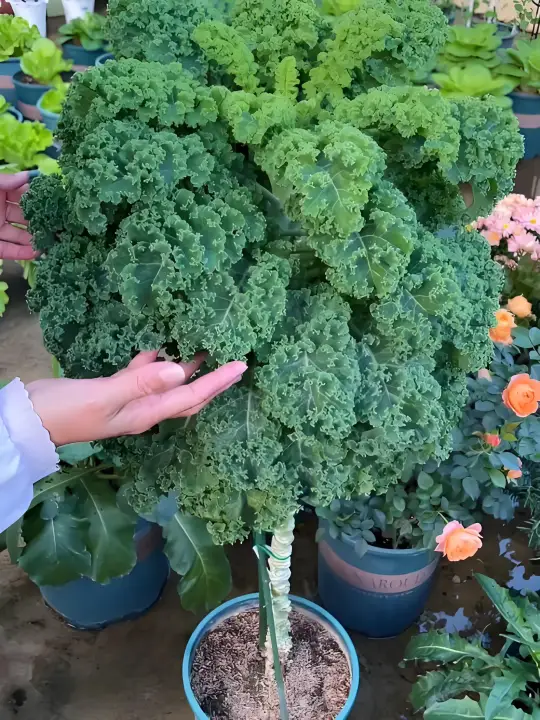 🌱【Król warzyw!】Nasiona jarmużu Hosteseeds — Twój mały, zdrowy ogródek warzywny zaczyna się od tego opakowania! 🌱