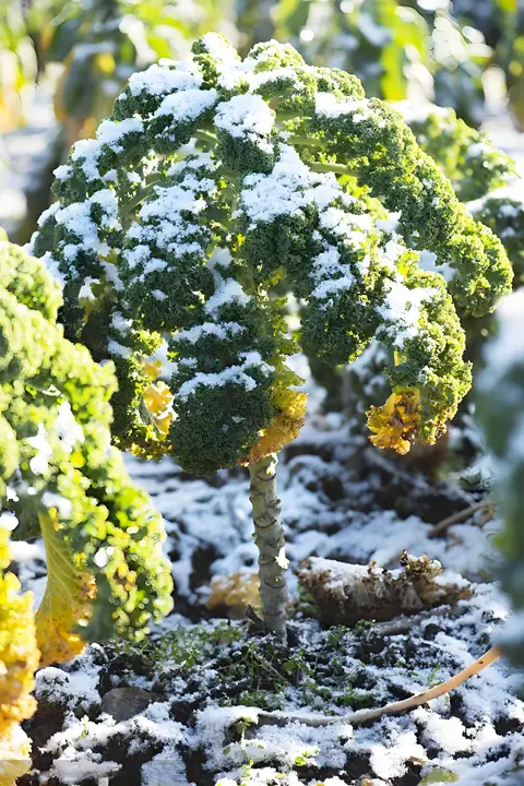 🌱【Król warzyw!】Nasiona jarmużu Hosteseeds — Twój mały, zdrowy ogródek warzywny zaczyna się od tego opakowania! 🌱