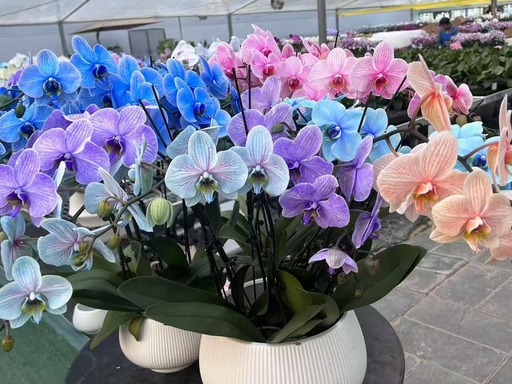 🔥🌱Wyprzedaż wiosenna – 50% zniżki przez ograniczony czas🌸Nasiona kwiatów motyli – przenieś raj do swojego ogrodu!