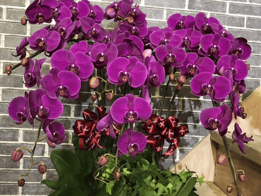 🔥🌱Wyprzedaż wiosenna – 50% zniżki przez ograniczony czas🌸Nasiona kwiatów motyli – przenieś raj do swojego ogrodu!