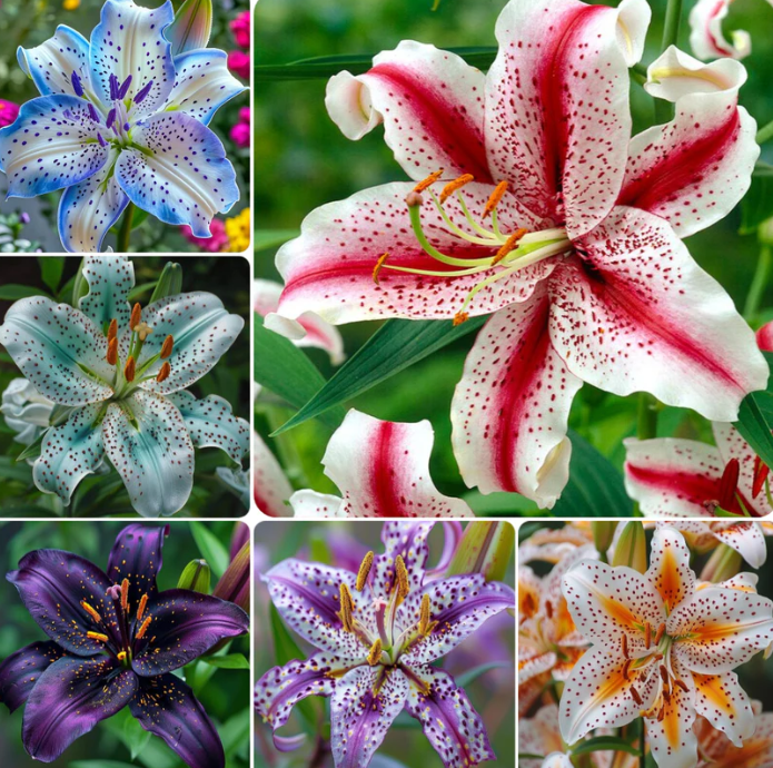 Żółte plamki lilii - rzadkie, wykwintne cebule lilii 🌸