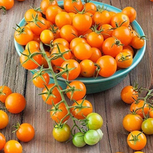 🍅🍅Nasiona pomidorów karłowych w doniczce