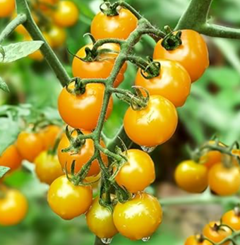 🍅🍅Nasiona pomidorów karłowych w doniczce