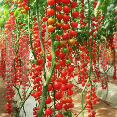 🍅🍅Nasiona pomidorów karłowych w doniczce