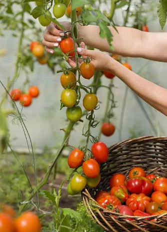 🍅🍅Nasiona pomidorów karłowych w doniczce