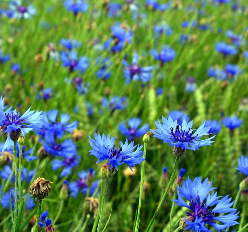 🌷【Organiczne nasiona chabra bławatka】 — Zasiej romantyczny, bluesowy ogród! 💙✨