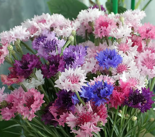 🌷【Organiczne nasiona chabra bławatka】 — Zasiej romantyczny, bluesowy ogród! 💙✨