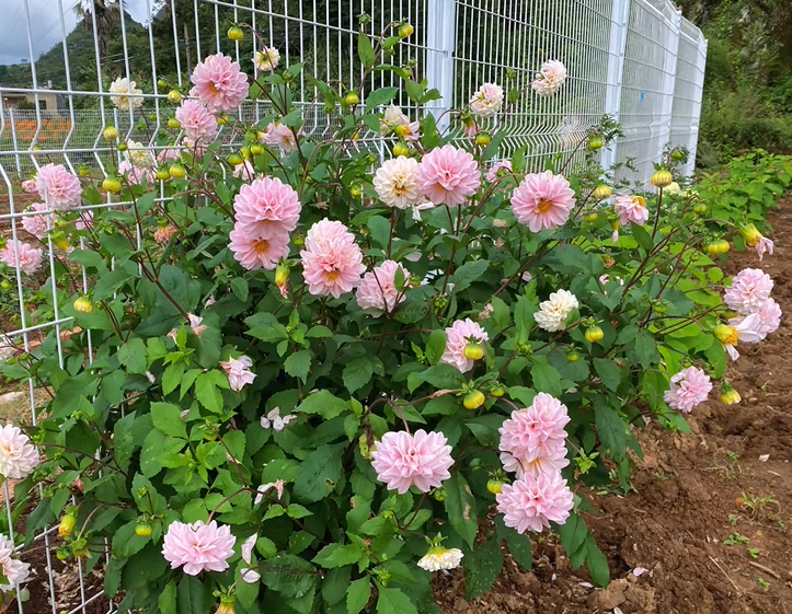 🌺Ulubieniec polskiego ogrodnictwa: nasiona dalii | Obfite kwitnienie, szczęście, nawet początkujący mogą wyhodować obfitą roślinę✨