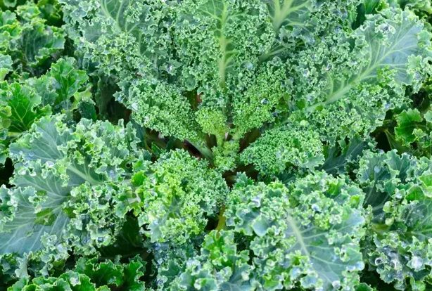 🌱【Król warzyw!】Nasiona jarmużu Hosteseeds — Twój mały, zdrowy ogródek warzywny zaczyna się od tego opakowania! 🌱