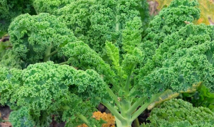 🌱【Król warzyw!】Nasiona jarmużu Hosteseeds — Twój mały, zdrowy ogródek warzywny zaczyna się od tego opakowania! 🌱