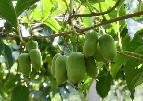 🌱【Nasiona cudownego kiwi】Mini nasiona kiwi – Zasadź nasiona słodyczy, zbierz niespodziankę!