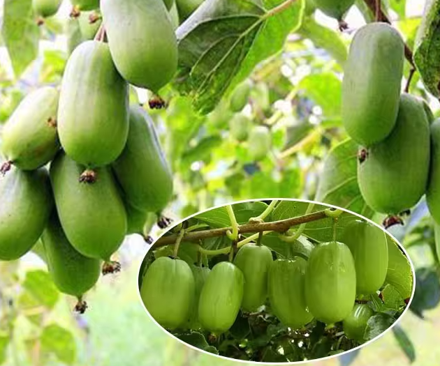 🌱【Nasiona cudownego kiwi】Mini nasiona kiwi – Zasadź nasiona słodyczy, zbierz niespodziankę!