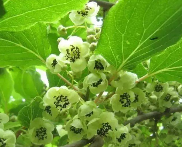 🌱【Nasiona cudownego kiwi】Mini nasiona kiwi – Zasadź nasiona słodyczy, zbierz niespodziankę!