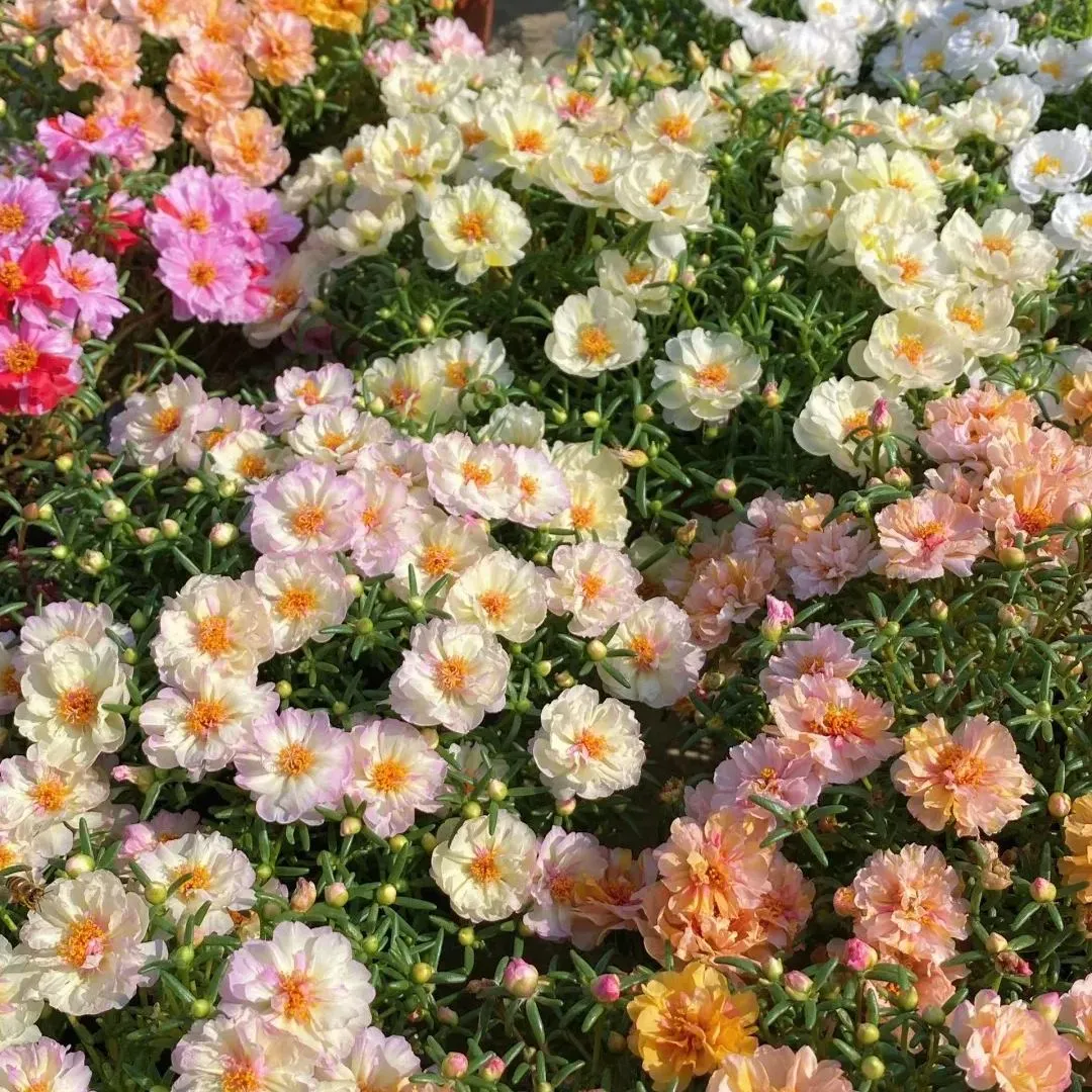 🌼 1000 бр. семена от многоцветен двоен слънчоглед
