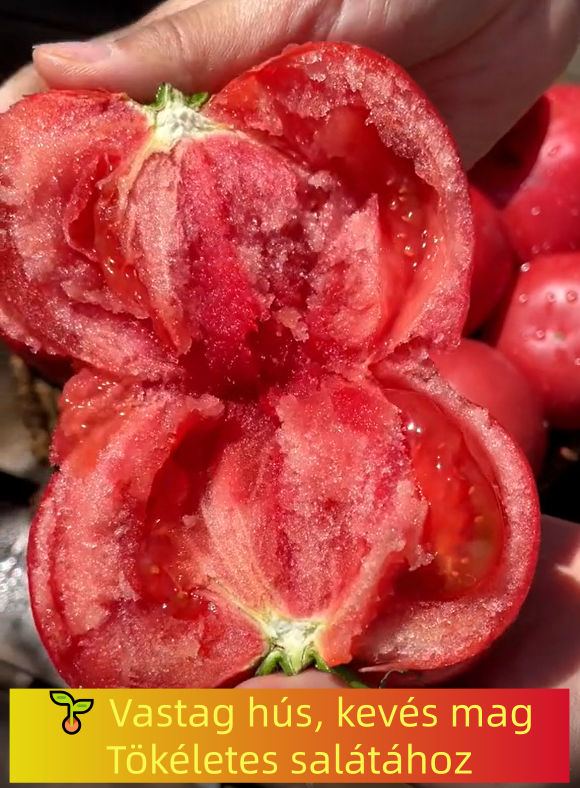 🍅 Lédús, finomszemcsés húsú, régimódi, nyáron is kapható paradicsomok 🌿