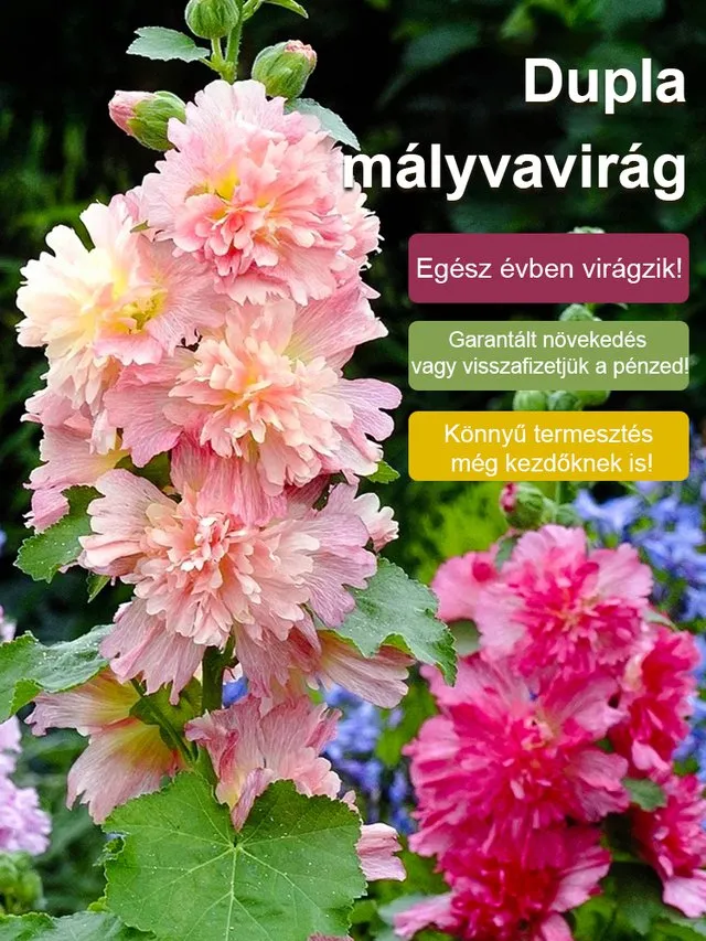 Mályva Magok – 8 hét alatt virág! Ha a magok 7 napon belül nem csíráznak ki, a teljes összeget visszatérítjük! 💸
