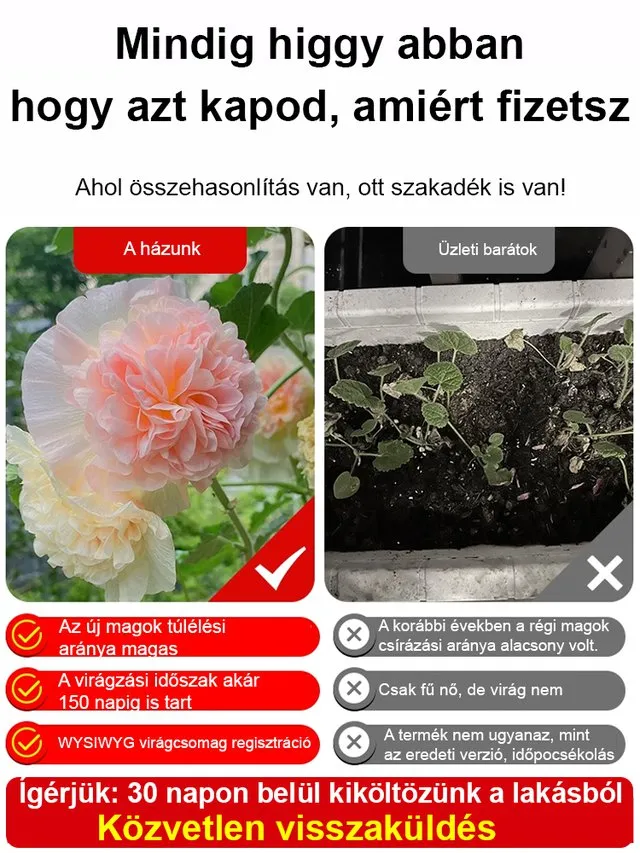 Mályva Magok – 8 hét alatt virág! Ha a magok 7 napon belül nem csíráznak ki, a teljes összeget visszatérítjük! 💸