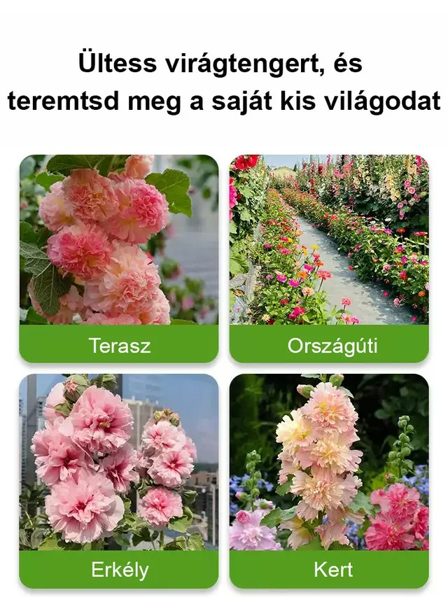Mályva Magok – 8 hét alatt virág! Ha a magok 7 napon belül nem csíráznak ki, a teljes összeget visszatérítjük! 💸