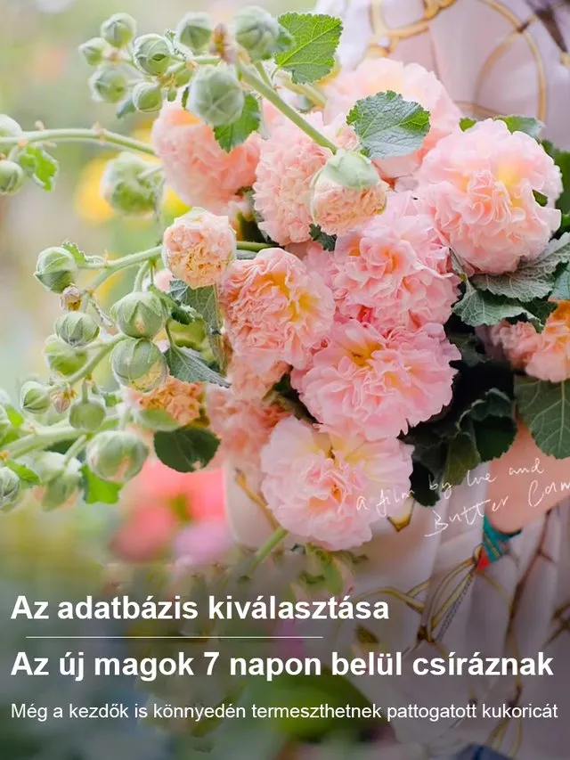 Mályva Magok – 8 hét alatt virág! Ha a magok 7 napon belül nem csíráznak ki, a teljes összeget visszatérítjük! 💸