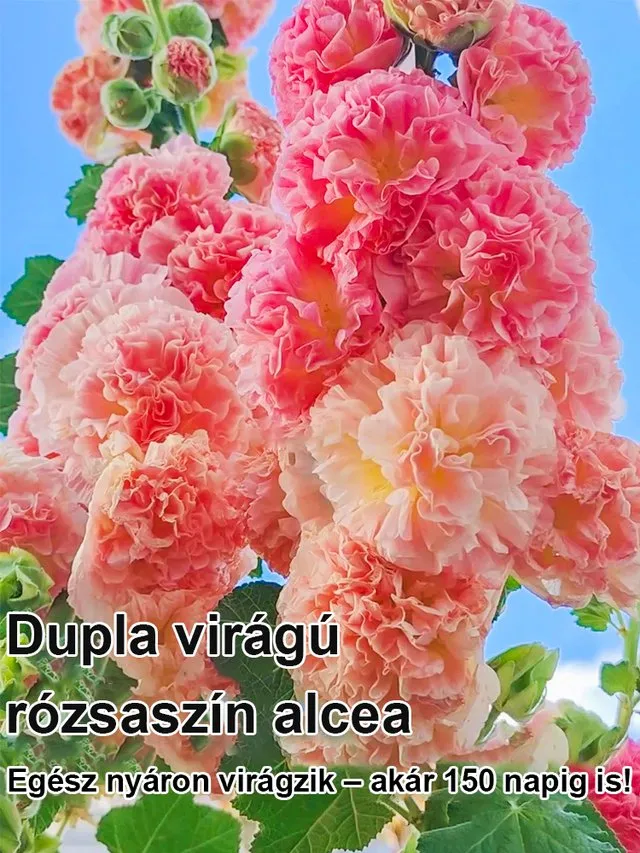 Mályva Magok – 8 hét alatt virág! Ha a magok 7 napon belül nem csíráznak ki, a teljes összeget visszatérítjük! 💸