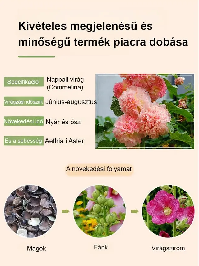 Mályva Magok – 8 hét alatt virág! Ha a magok 7 napon belül nem csíráznak ki, a teljes összeget visszatérítjük! 💸
