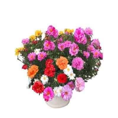 🌼 1000 бр. семена от многоцветен двоен слънчоглед