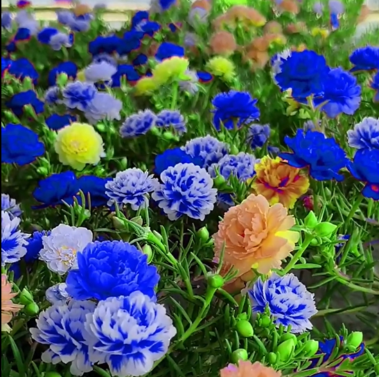 🌼 1000 бр. семена от многоцветен двоен слънчоглед