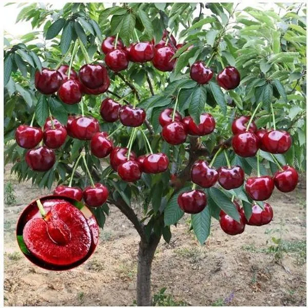 🍒Cseresznyefa – Finom, friss cseresznyék várnak rád!