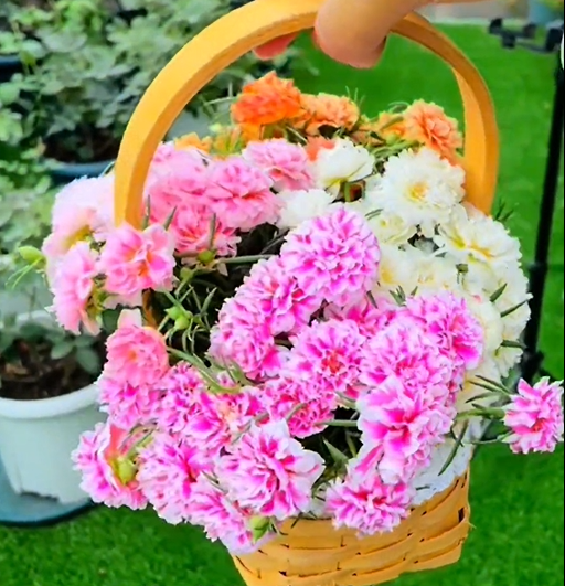 🌼 1000 бр. семена от многоцветен двоен слънчоглед