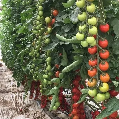 100%-os csírázási arány - Vízesés paradicsommagok - Magas hozam