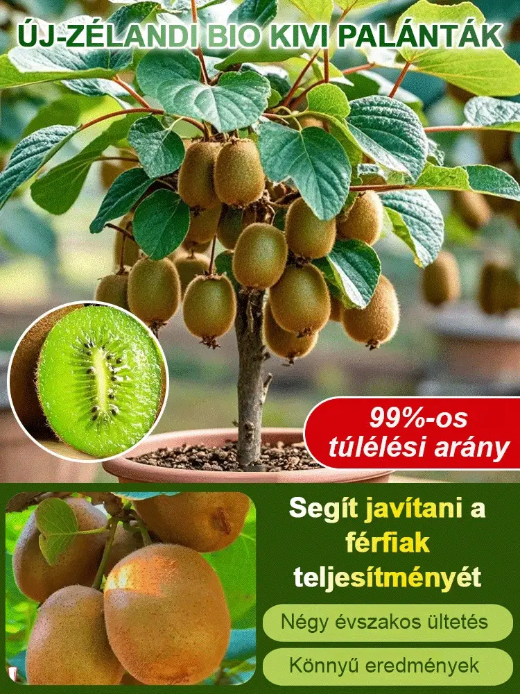 🥝Organikus új-zélandi kivi mag: erősíti a férfi erőt, segíti a nők fogyását, vitaminokkal táplálja az időseket és a gyerekeket