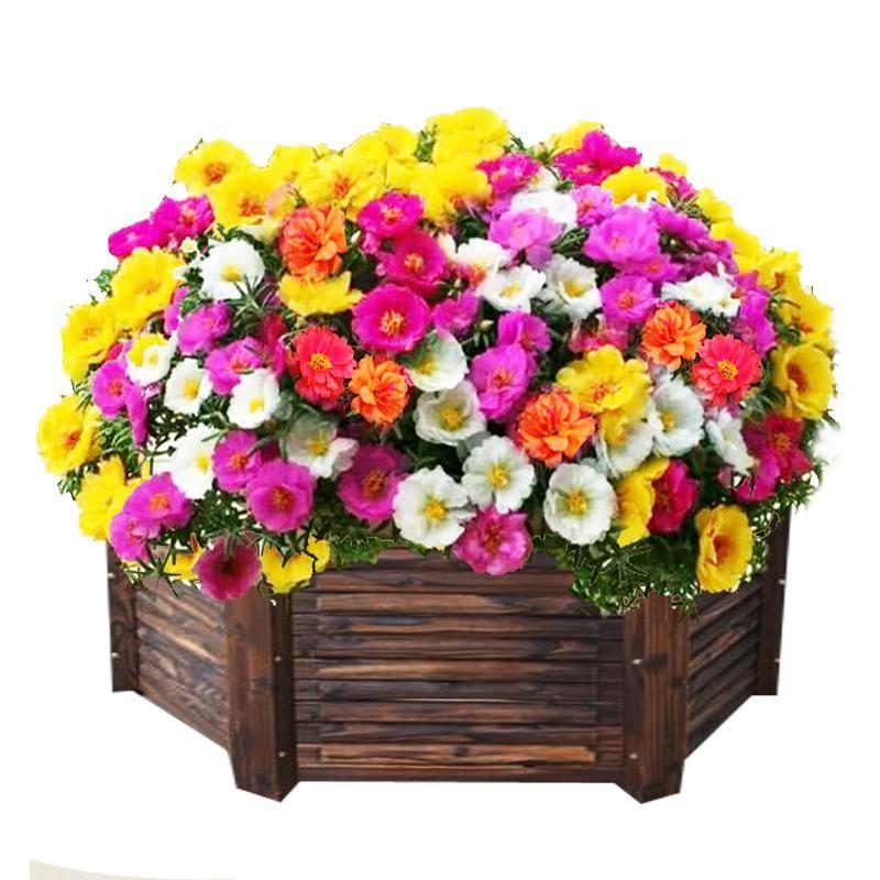 🌼 1000 бр. семена от многоцветен двоен слънчоглед