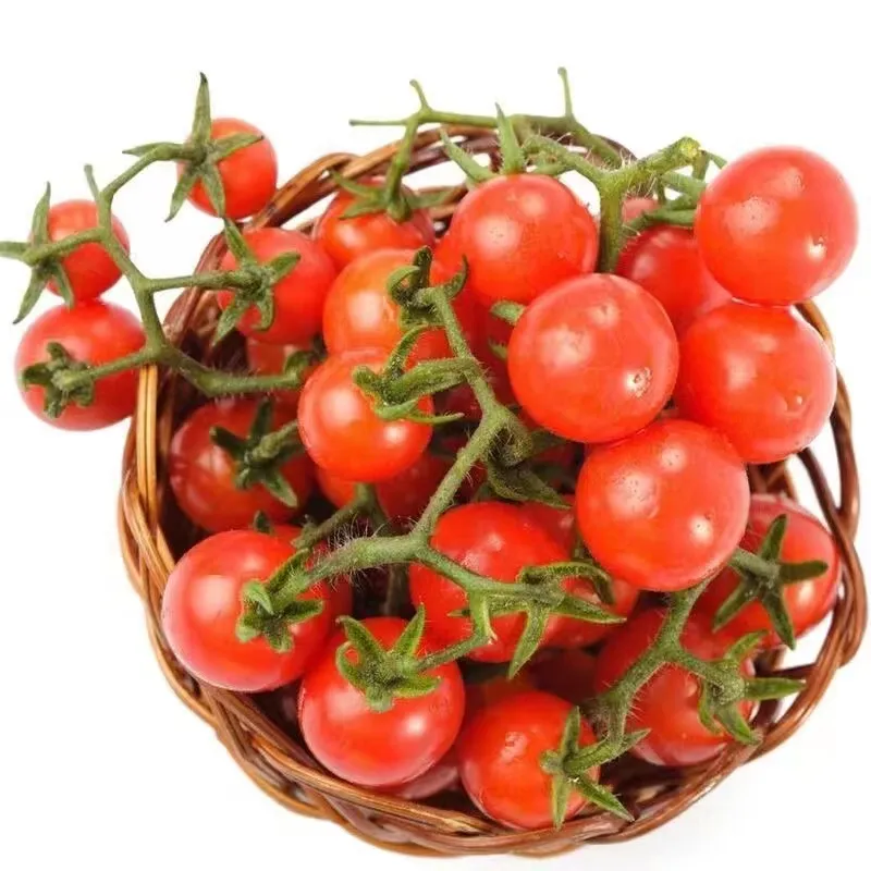 100%-os csírázási arány - Vízesés paradicsommagok - Magas hozam