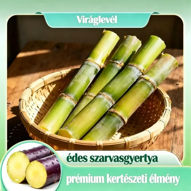 🌿🍬 Cukornád magok – Édesítse meg a kertjét és az életét alacsony karbantartású, magas cukortartalmú hibriddel! 🌱