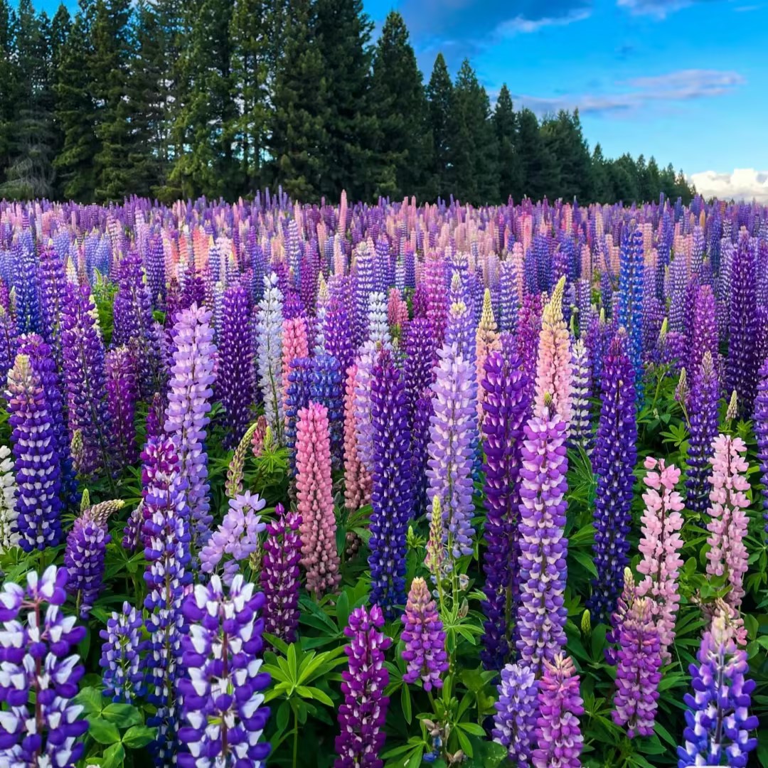 Csillagfürt magok🌸