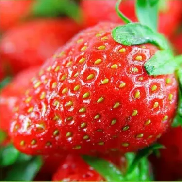 Egész évben termeszthető epermagok 🍓