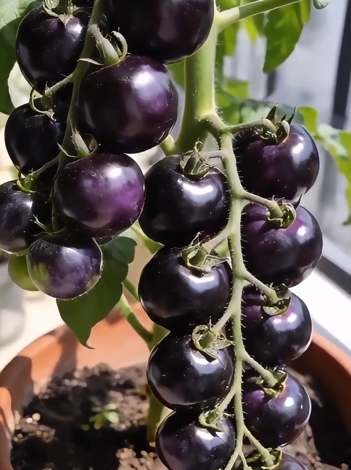 🍅 Óriás, Édes Örökölt Paradicsommag – Lédús, Húsos és Bőtermő Fajta