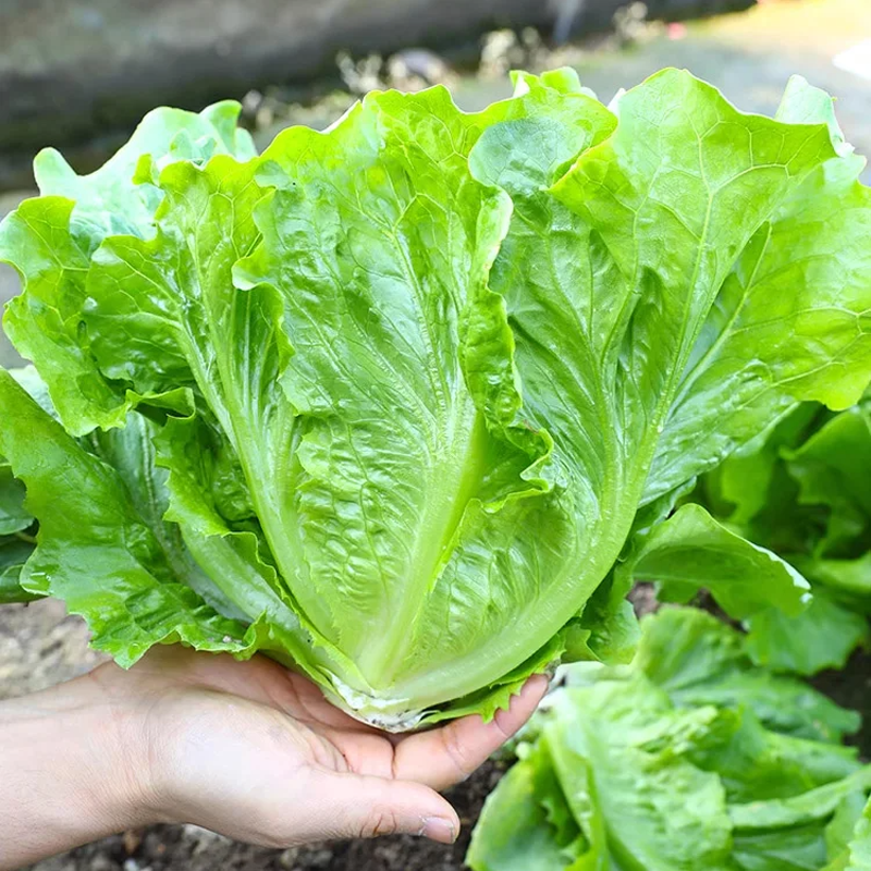 🌱 Termessz saját olasz salátát magról – ropogós, édes és könnyen szüretelhető!