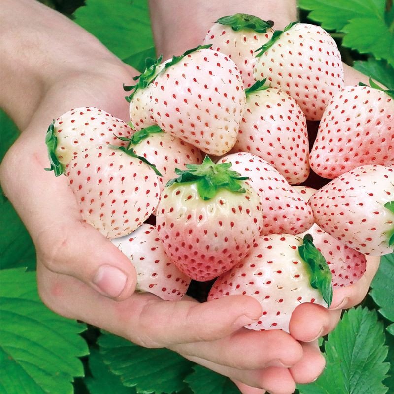 🍓 Гигантска Кремова Ягода – Удоволствие за Градината! 😍