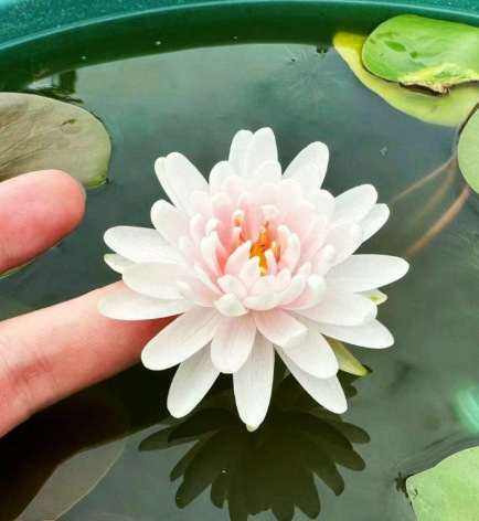 🌸 Семена от водна лилия – красив цъфтеж у дома през цялата година