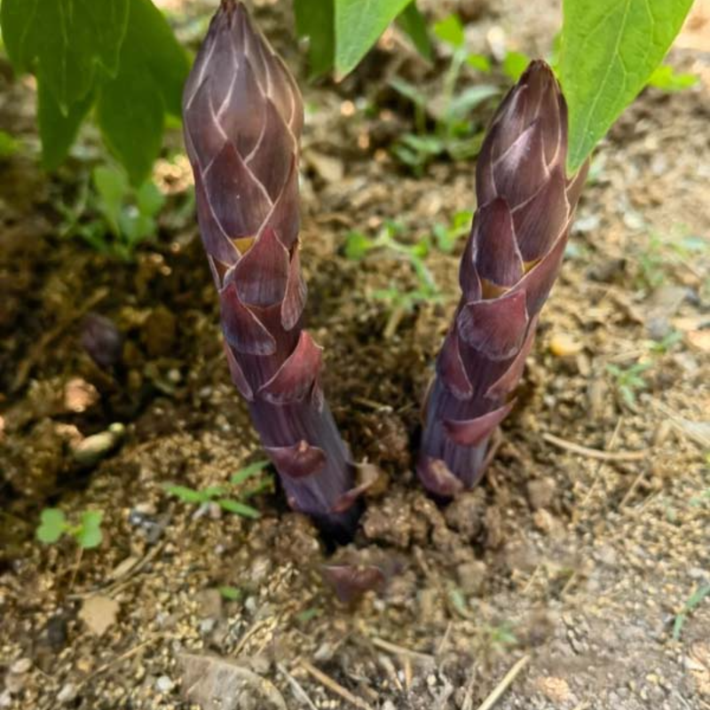 🌱 Bio spárgamagok – Természetes és könnyen termeszthető 🥬