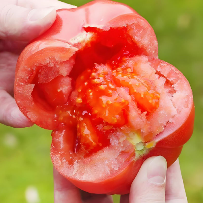 Семена реликтов домат с месеста вътрешност 🍅