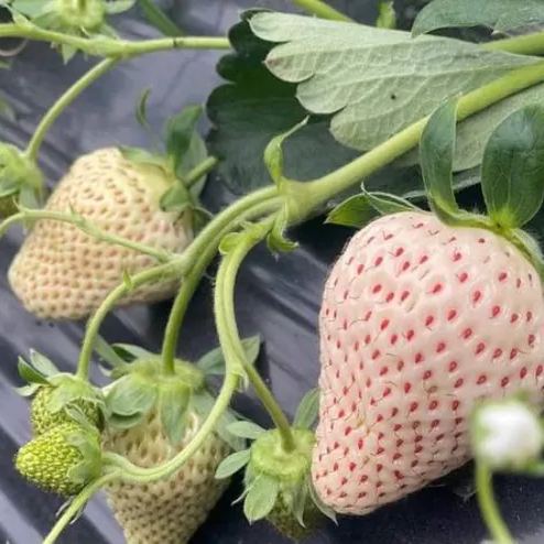 🍓 Гигантска Кремова Ягода – Удоволствие за Градината! 😍