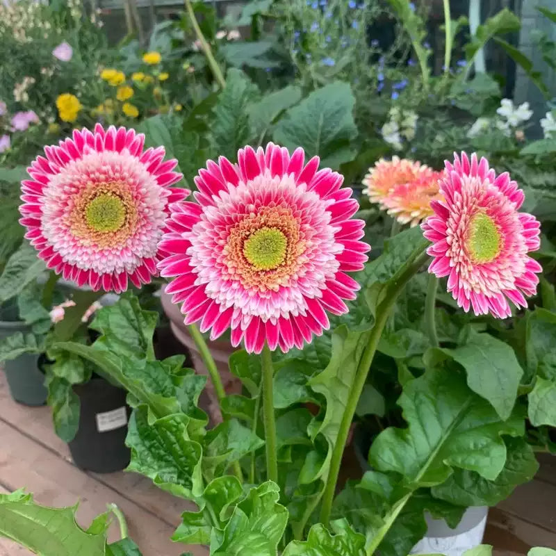 Gerbera ‘Corine’ Flower Seeds