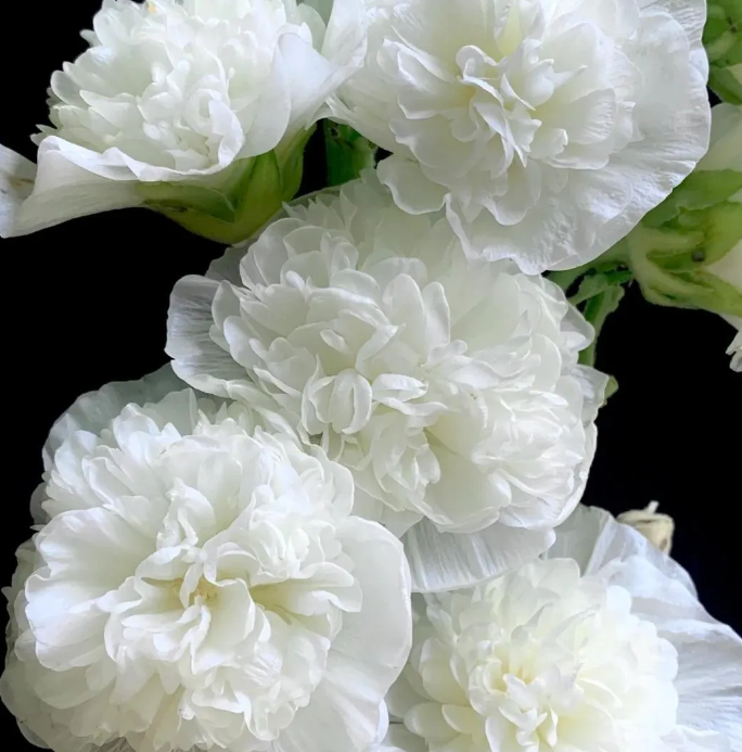 🌸 Graines de Rose Trémière - Décorez votre beau jardin！