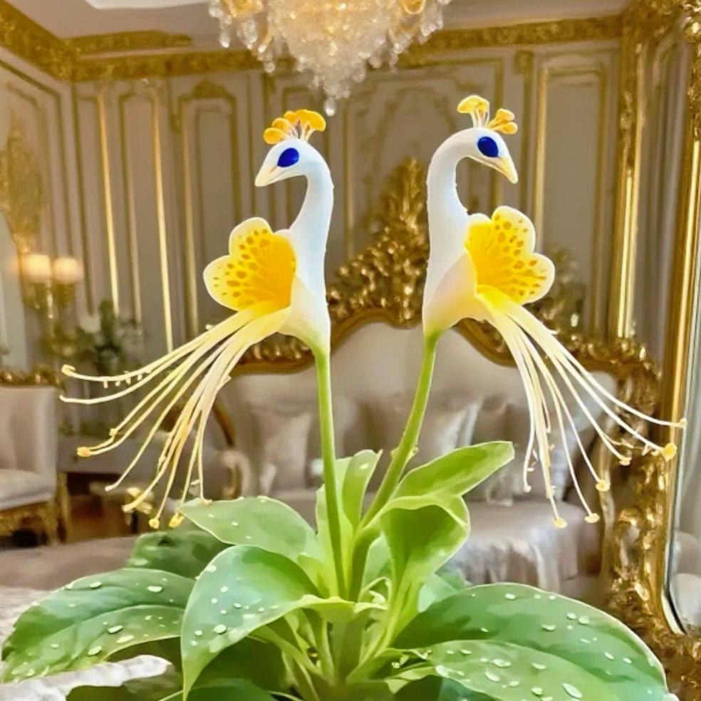 🦚Orchidée Fleur de Paon