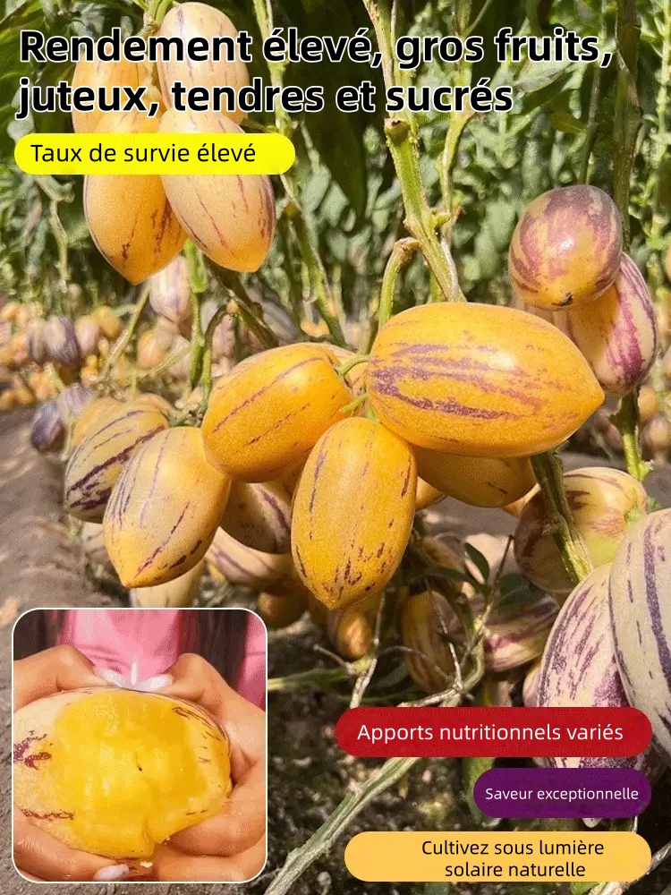 🎁30% de Réduction🍐🍐Graines De Pepinos (Melon Poire)