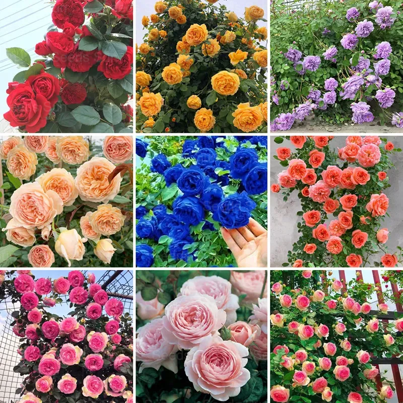 🌹9 variétés de graines de rosiers grimpants aux couleurs rares