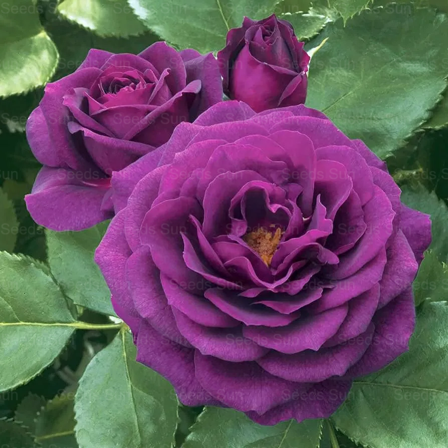 🌹9 variétés de graines de rosiers grimpants aux couleurs rares